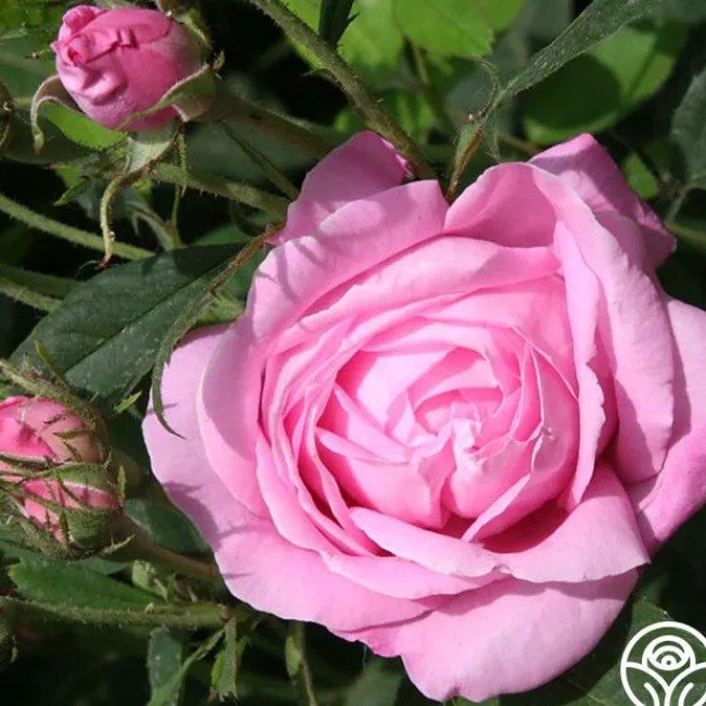 Honorine de Brabant>Heirloom Roses Discount