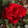 Hope For Humanity>Heirloom Roses