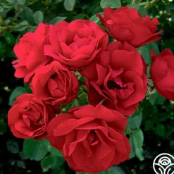 Hope For Humanity>Heirloom Roses