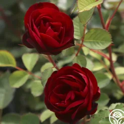 Hope For Humanity><noscript><img width=