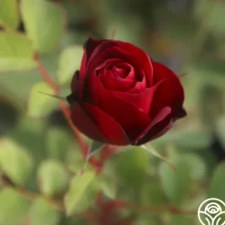 Hope For Humanity><noscript><img width=
