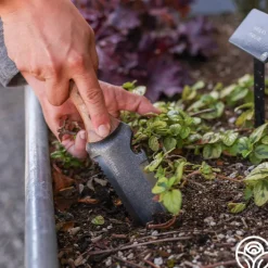 Hori Hori Knife>Heirloom Roses Best
