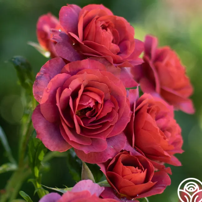 Hot Cocoa™>Heirloom Roses Clearance