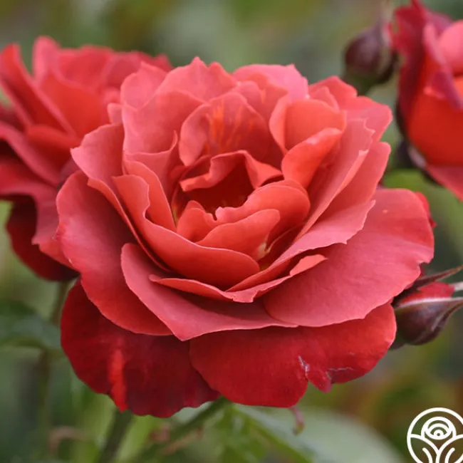 Hot Cocoa™>Heirloom Roses Clearance