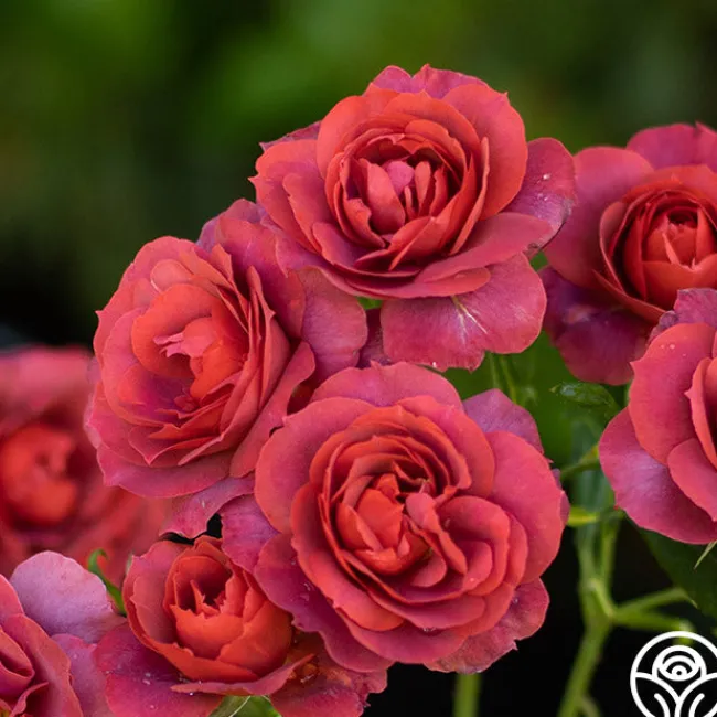 Hot Cocoa™>Heirloom Roses Clearance