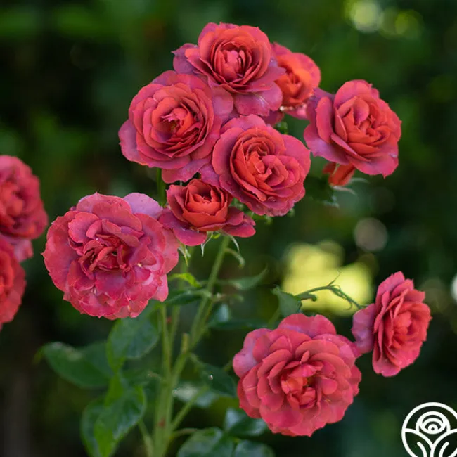 Hot Cocoa™>Heirloom Roses Clearance