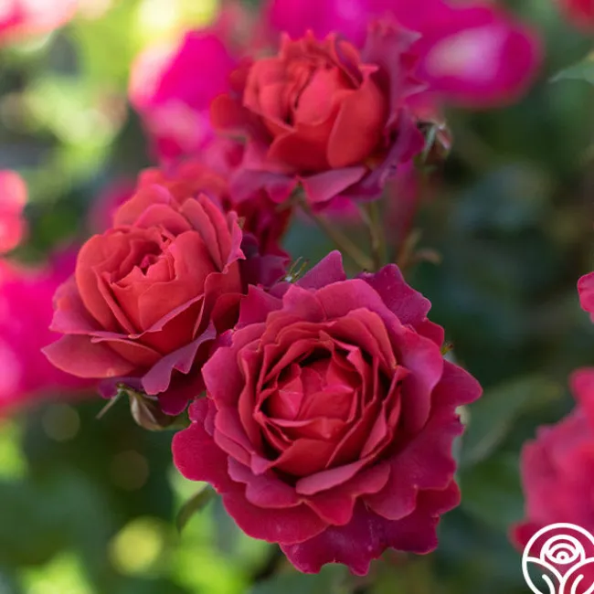 Hot Cocoa™>Heirloom Roses Clearance