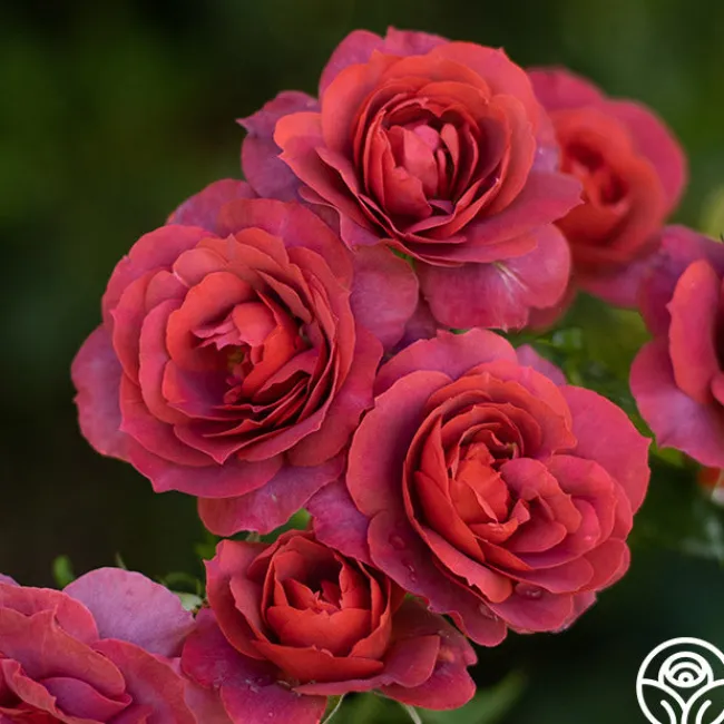 Hot Cocoa™>Heirloom Roses Clearance
