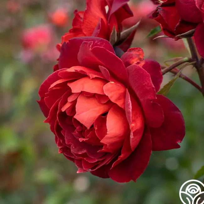 Hot Cocoa™>Heirloom Roses Clearance