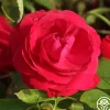Hunter>Heirloom Roses Clearance
