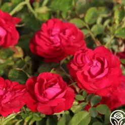Hunter>Heirloom Roses Clearance