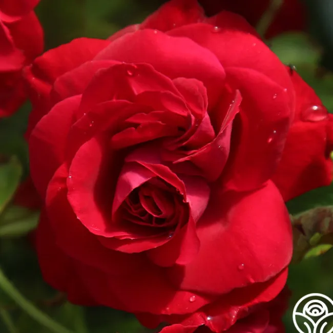 Hunter>Heirloom Roses Clearance