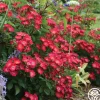 Hydrangealicious®>Heirloom Roses Best