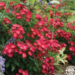 Hydrangealicious®>Heirloom Roses Best