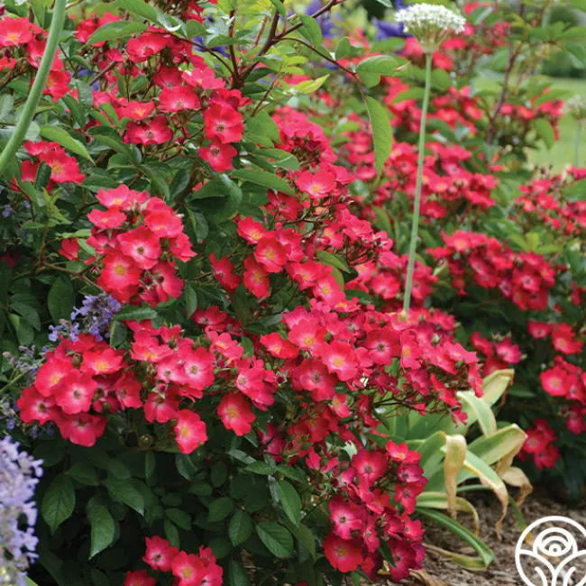 Hydrangealicious®>Heirloom Roses Best
