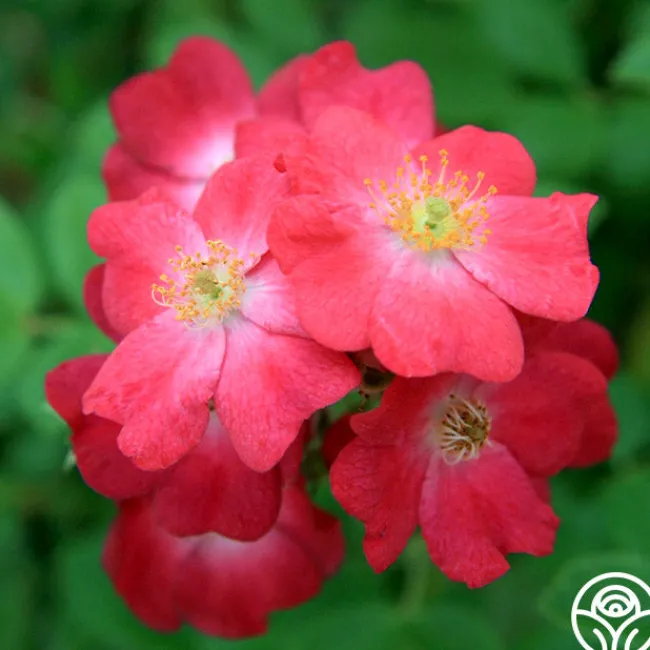 Hydrangealicious®>Heirloom Roses Best