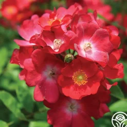 Hydrangealicious®><noscript><img width=