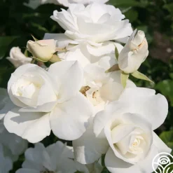 Iceberg®><noscript><img width=