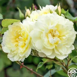 Imogen>Heirloom Roses Sale