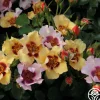 In Your Eyes™>Heirloom Roses New