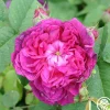 Indigo>Heirloom Roses Sale
