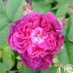 Indigo>Heirloom Roses Sale