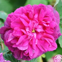 Indigo>Heirloom Roses Sale