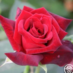 Ink Spots>Heirloom Roses Online