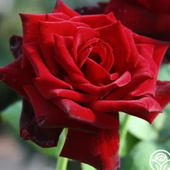 Ink Spots>Heirloom Roses Online