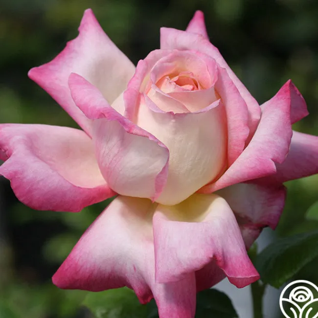 Iowa Belle>Heirloom Roses