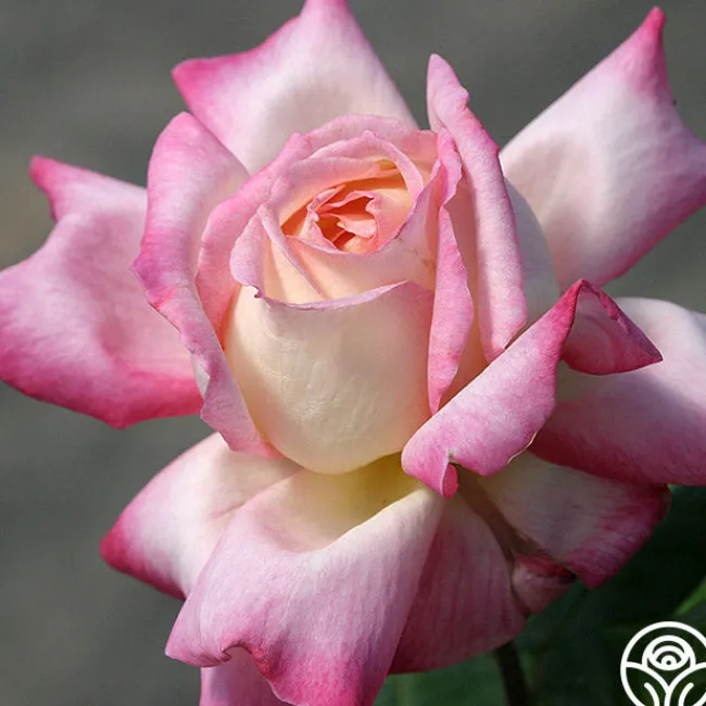 Iowa Belle>Heirloom Roses