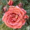 Iris Webb>Heirloom Roses