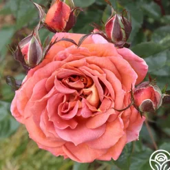 Iris Webb>Heirloom Roses