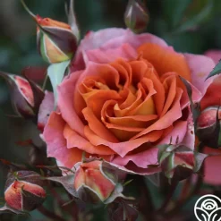 Iris Webb>Heirloom Roses