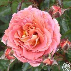 Iris Webb><noscript><img width=