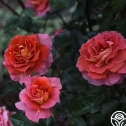Iris Webb><noscript><img width=