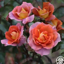 Iris Webb><noscript><img width=