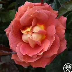 Iris Webb><noscript><img width=