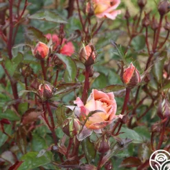 Iris Webb><noscript><img width=