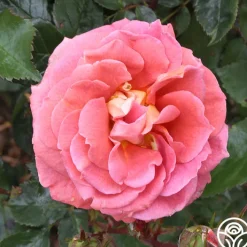 Iris Webb><noscript><img width=