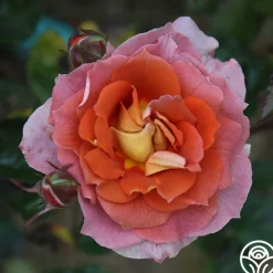 Iris Webb><noscript><img width=