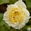 Irish Hope™>Heirloom Roses New