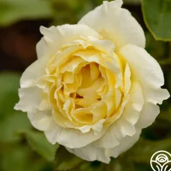 Irish Hope™>Heirloom Roses New