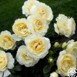 Irish Hope™>Heirloom Roses New