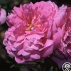 Ispahan>Heirloom Roses Clearance