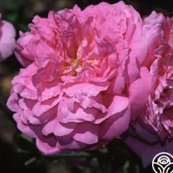 Ispahan>Heirloom Roses Clearance