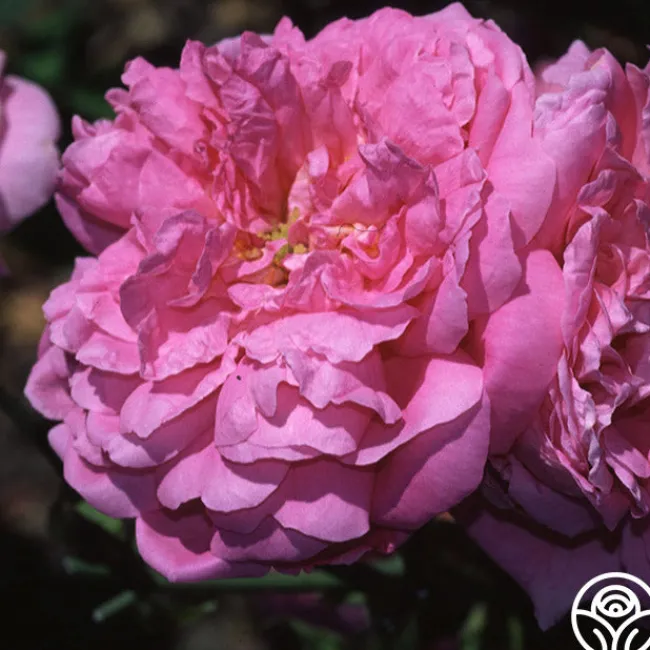 Ispahan>Heirloom Roses Clearance