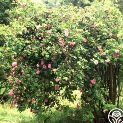 Ispahan>Heirloom Roses Clearance