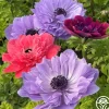 Italian Anemone Pastel Mix>Heirloom Roses Online
