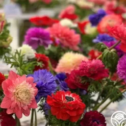 Italian Anemone Pastel Mix>Heirloom Roses Online
